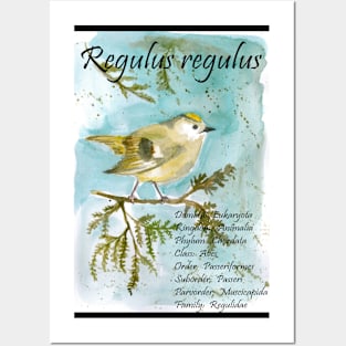 Kinglet Posters and Art